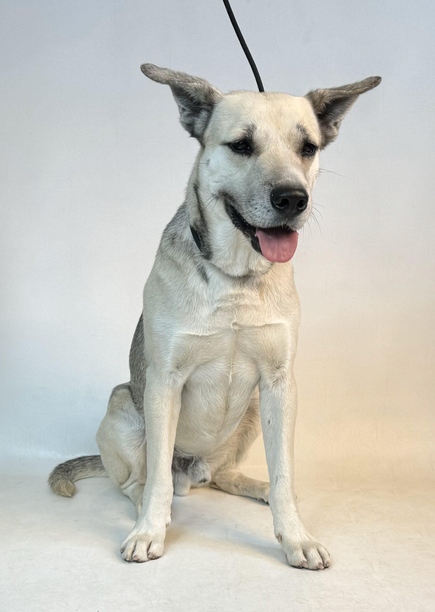 Blaze, an adoptable Shepherd in Dillon, MT, 59725 | Photo Image 1