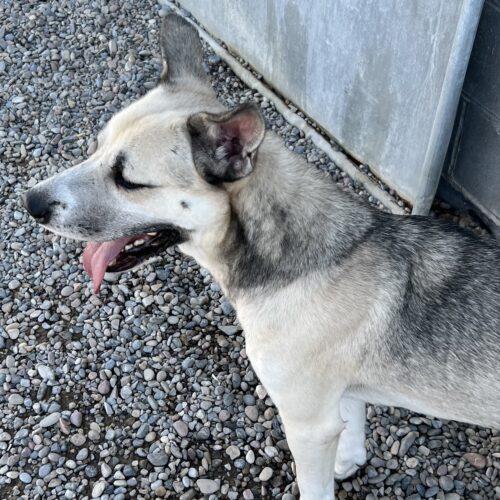 Blaze, an adoptable Shepherd in Dillon, MT, 59725 | Photo Image 2