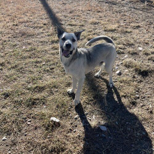 Blaze, an adoptable Shepherd in Dillon, MT, 59725 | Photo Image 3