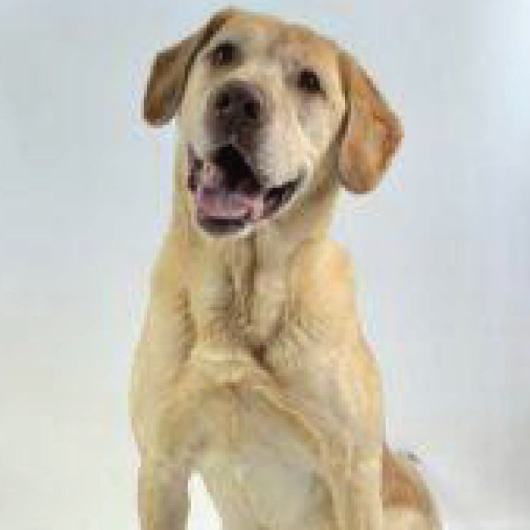 Burke, an adoptable Yellow Labrador Retriever in Dillon, MT, 59725 | Photo Image 1