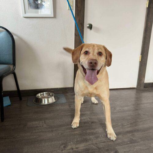 Burke, an adoptable Yellow Labrador Retriever in Dillon, MT, 59725 | Photo Image 2