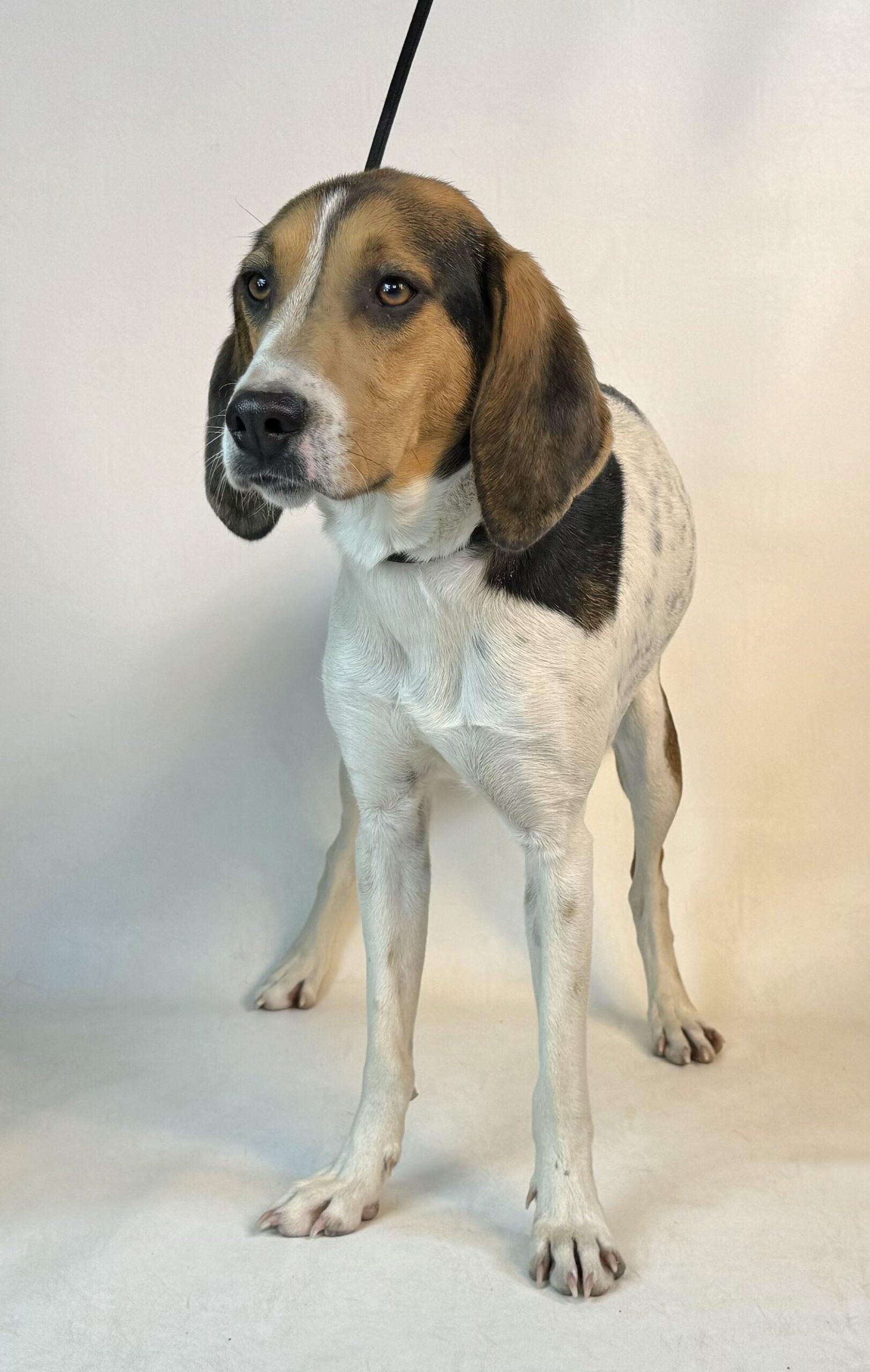 Morri, an adoptable Treeing Walker Coonhound in Dillon, MT, 59725 | Photo Image 1