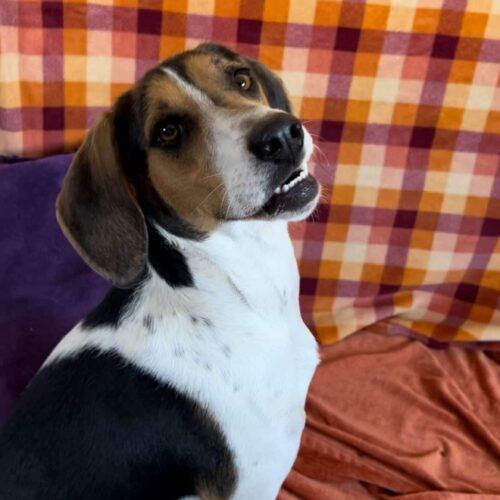 Morri, an adoptable Treeing Walker Coonhound in Dillon, MT, 59725 | Photo Image 2