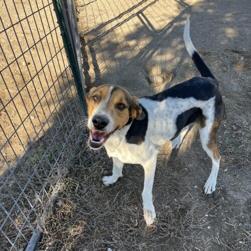 Morri, an adoptable Treeing Walker Coonhound in Dillon, MT, 59725 | Photo Image 3