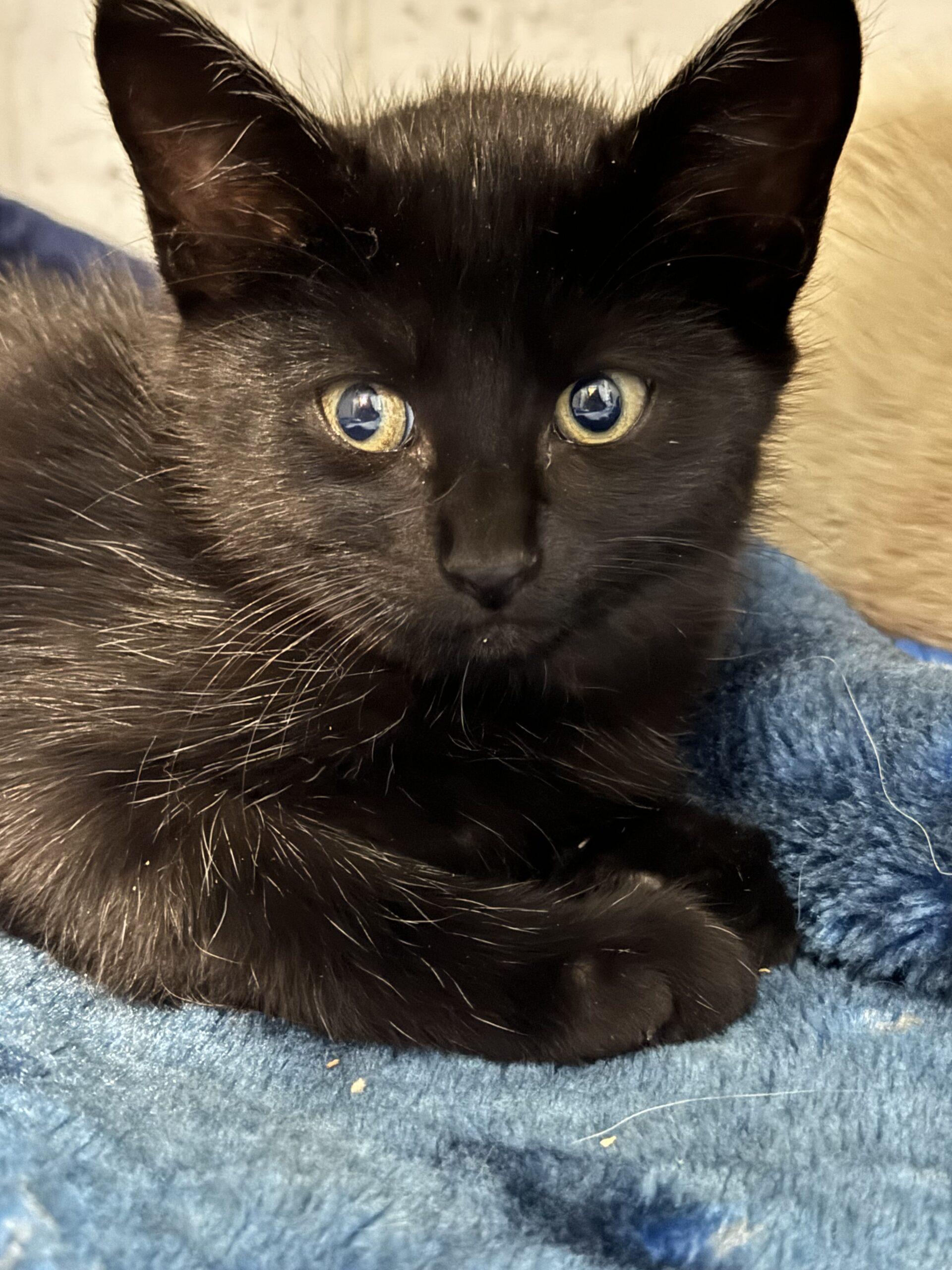 Red, an adoptable Domestic Medium Hair in Dillon, MT, 59725 | Photo Image 1