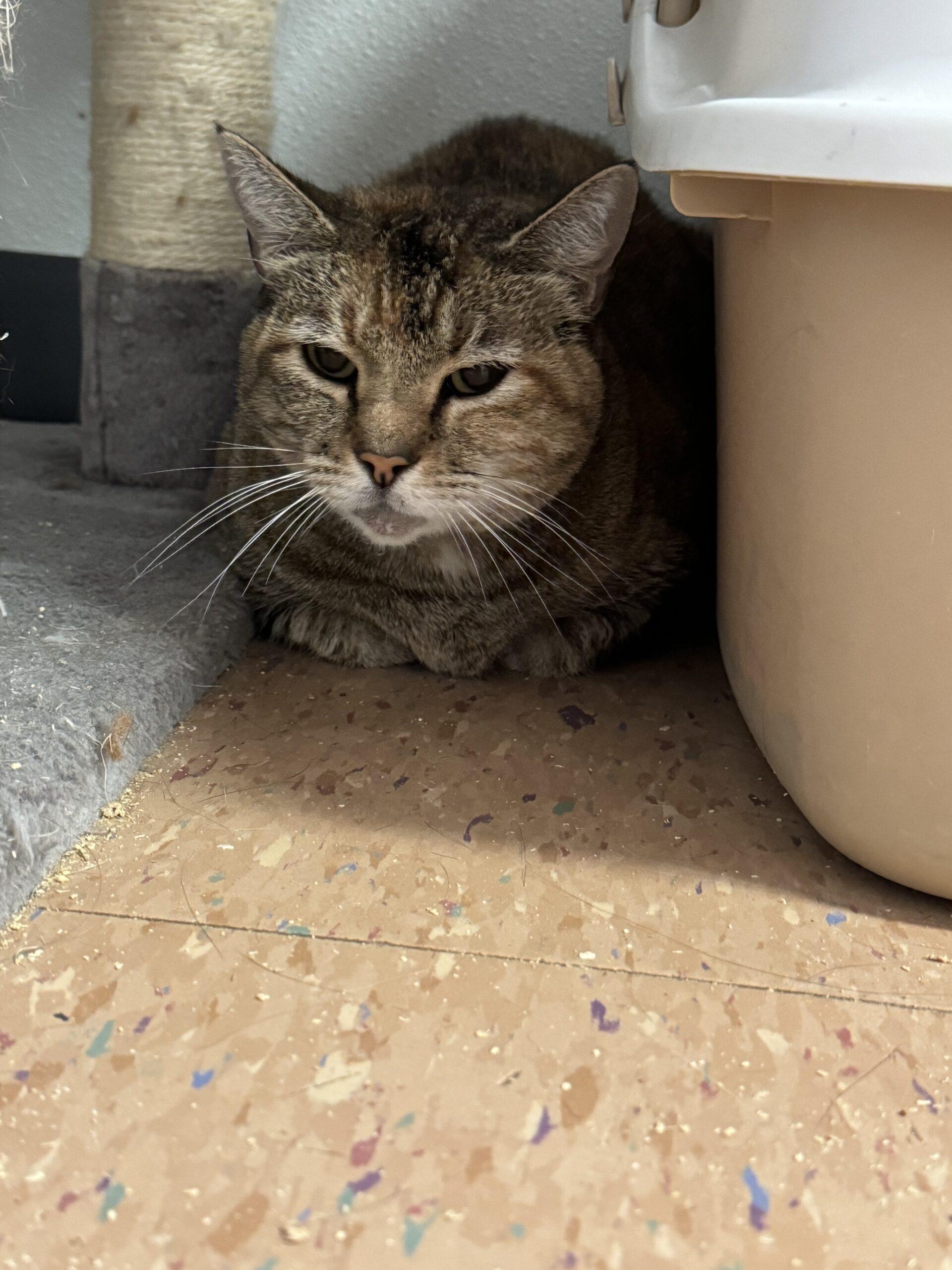 Feather, an adoptable Domestic Short Hair in Dillon, MT, 59725 | Photo Image 1