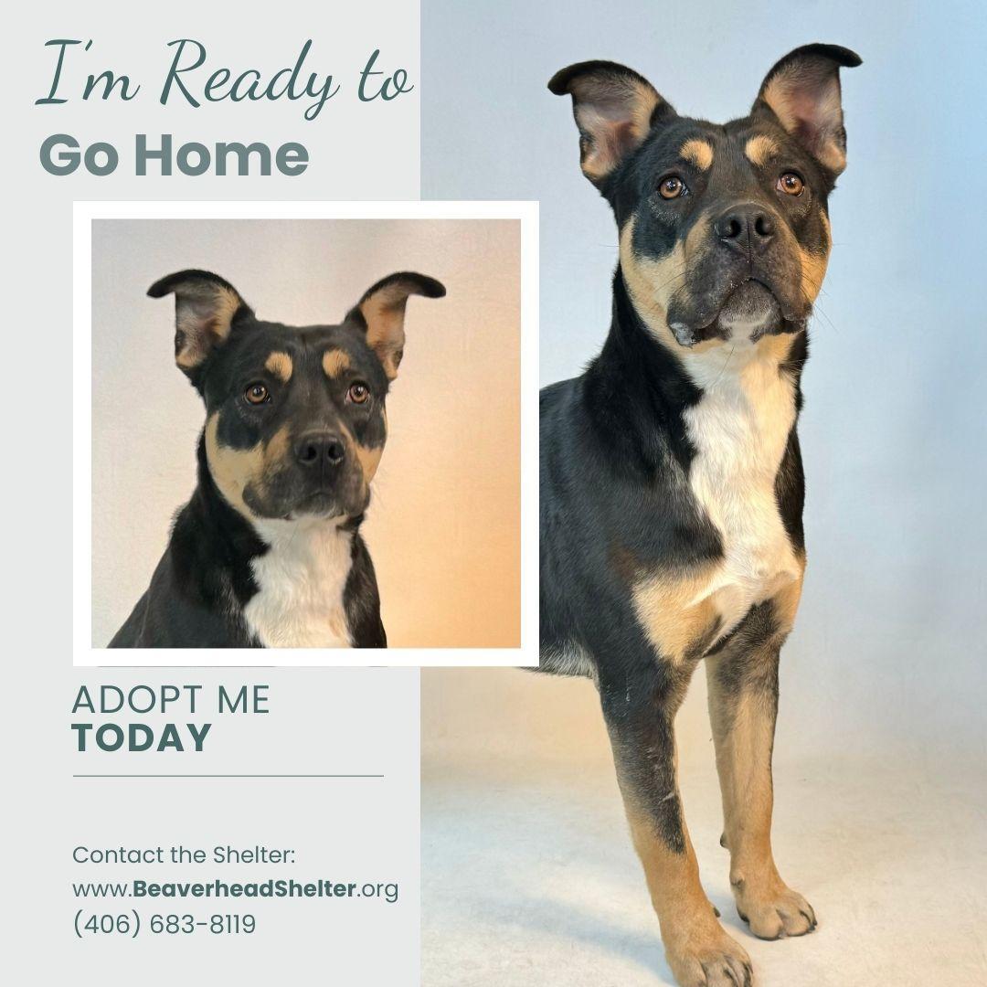 Peanut Butter, an adoptable Mixed Breed in Dillon, MT, 59725 | Photo Image 1