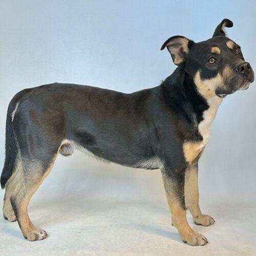 Peanut Butter, an adoptable Mixed Breed in Dillon, MT, 59725 | Photo Image 2