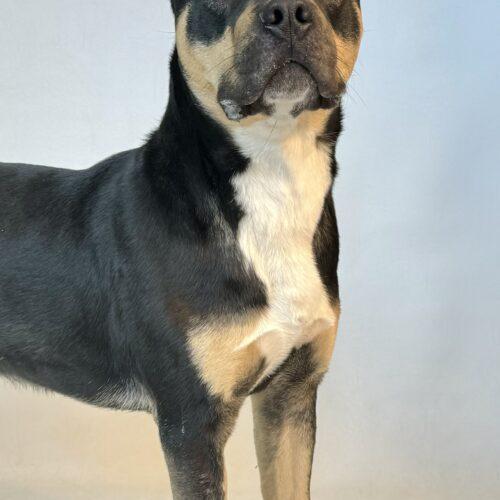 Peanut Butter, an adoptable Mixed Breed in Dillon, MT, 59725 | Photo Image 3