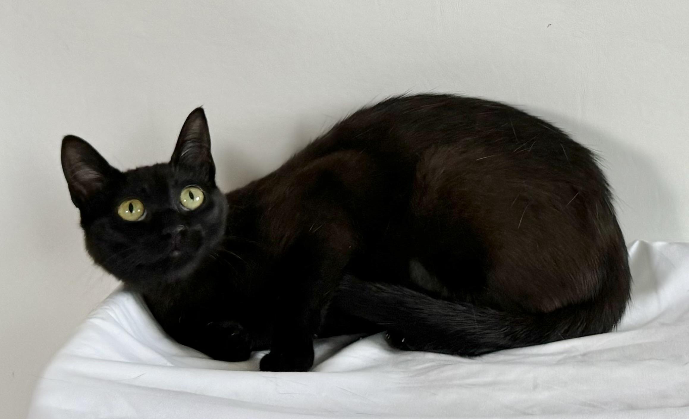 Hera, an adoptable Domestic Short Hair in Dillon, MT, 59725 | Photo Image 1