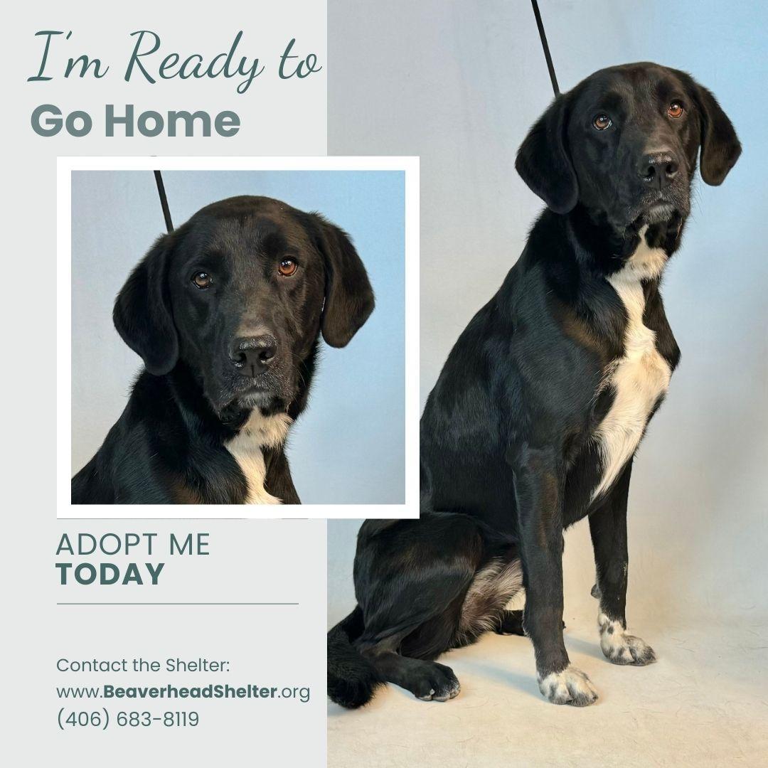 Dixie, an adoptable Great Dane, Great Pyrenees in Dillon, MT, 59725 | Photo Image 1