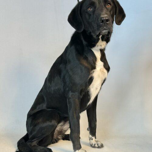 Dixie, an adoptable Great Dane, Great Pyrenees in Dillon, MT, 59725 | Photo Image 2