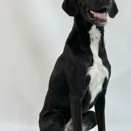 Dixie, an adoptable Great Dane, Great Pyrenees in Dillon, MT, 59725 | Photo Image 3