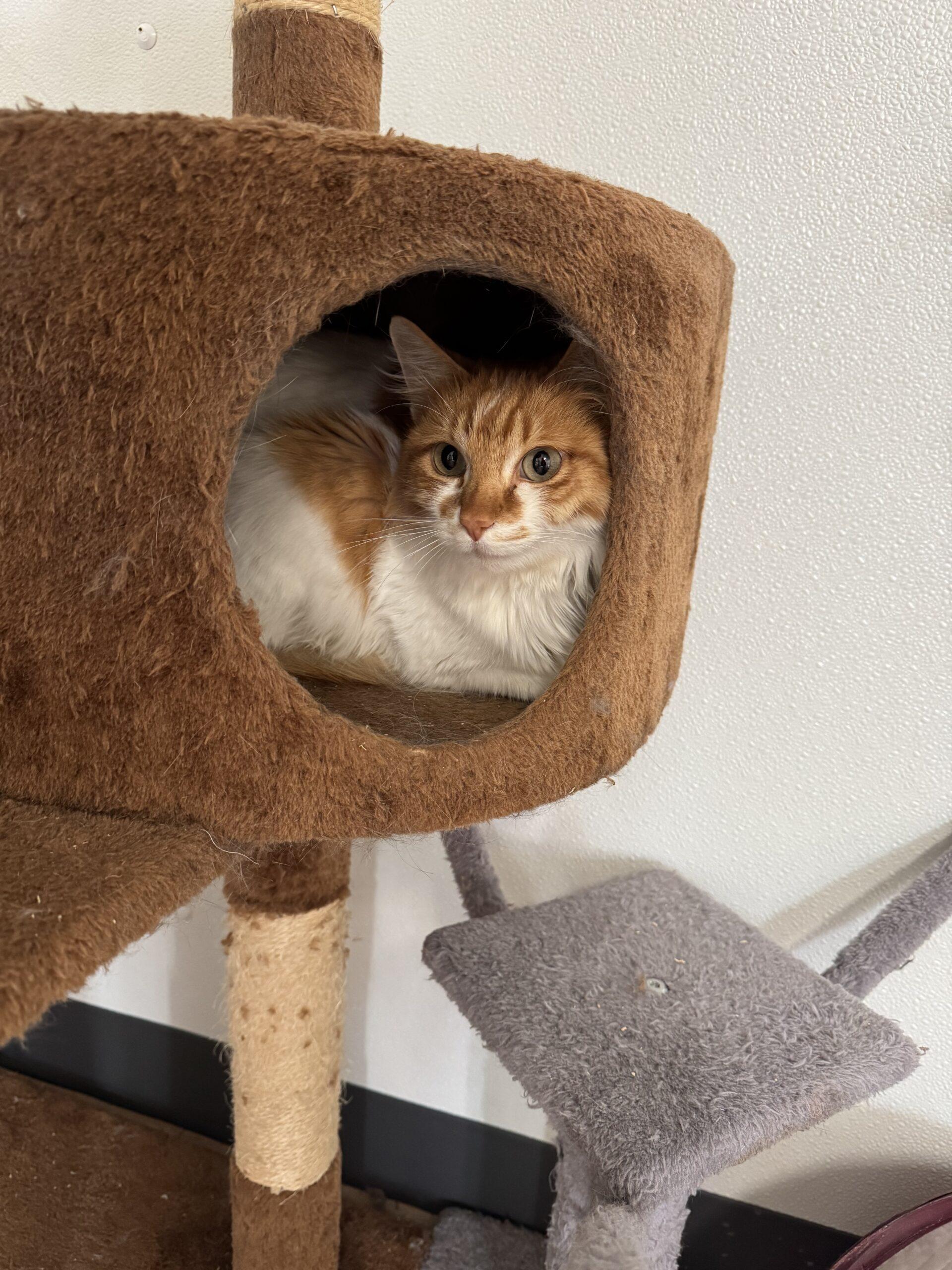 Boots, an adoptable Domestic Long Hair in Dillon, MT, 59725 | Photo Image 1