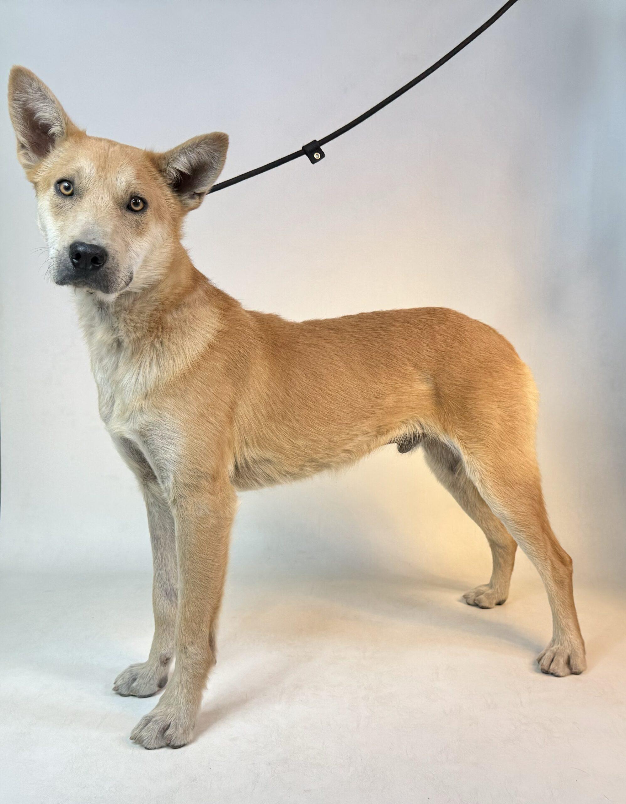 Tank, an adoptable Shiba Inu, Mixed Breed in Dillon, MT, 59725 | Photo Image 1