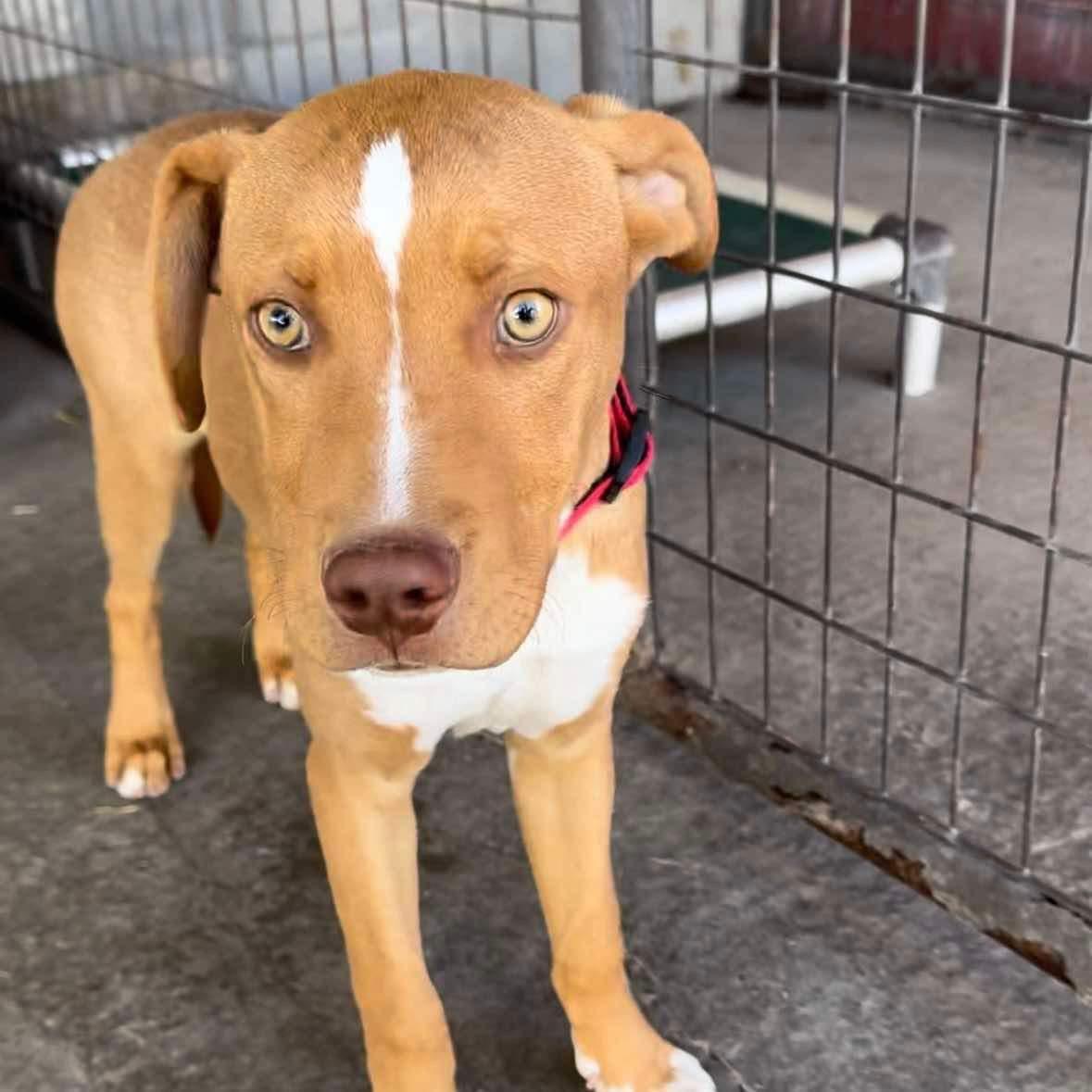 Aries, an adoptable Shepherd, Pit Bull Terrier in Dillon, MT, 59725 | Photo Image 1