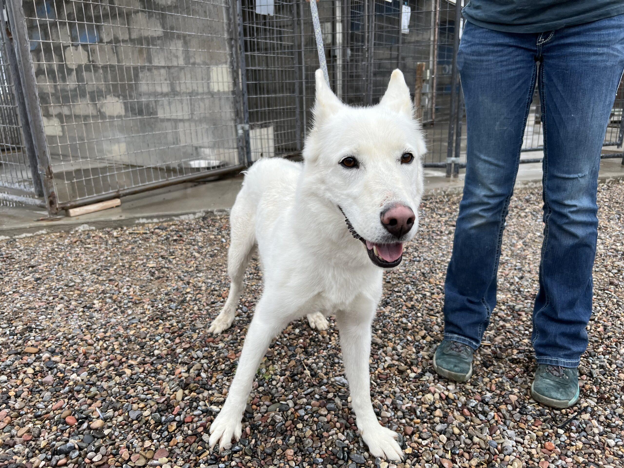 Zoe, an adoptable Shepherd, Husky in Dillon, MT, 59725 | Photo Image 1