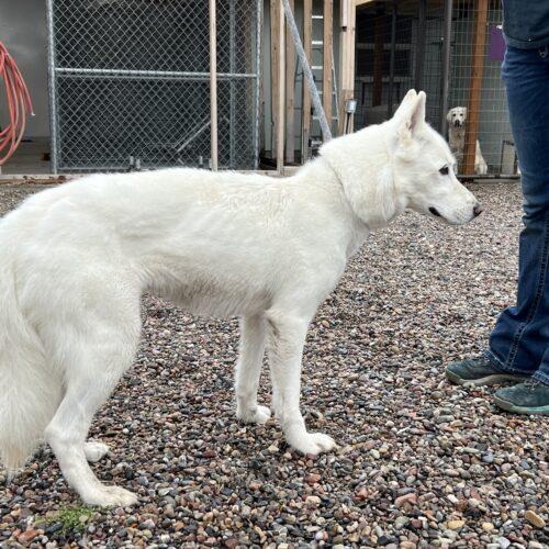 Zoe, an adoptable Shepherd, Husky in Dillon, MT, 59725 | Photo Image 2