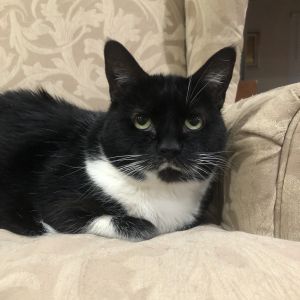 Meet Lady the cat with best friend energy Despite her rocky past of being kicked out of her home a