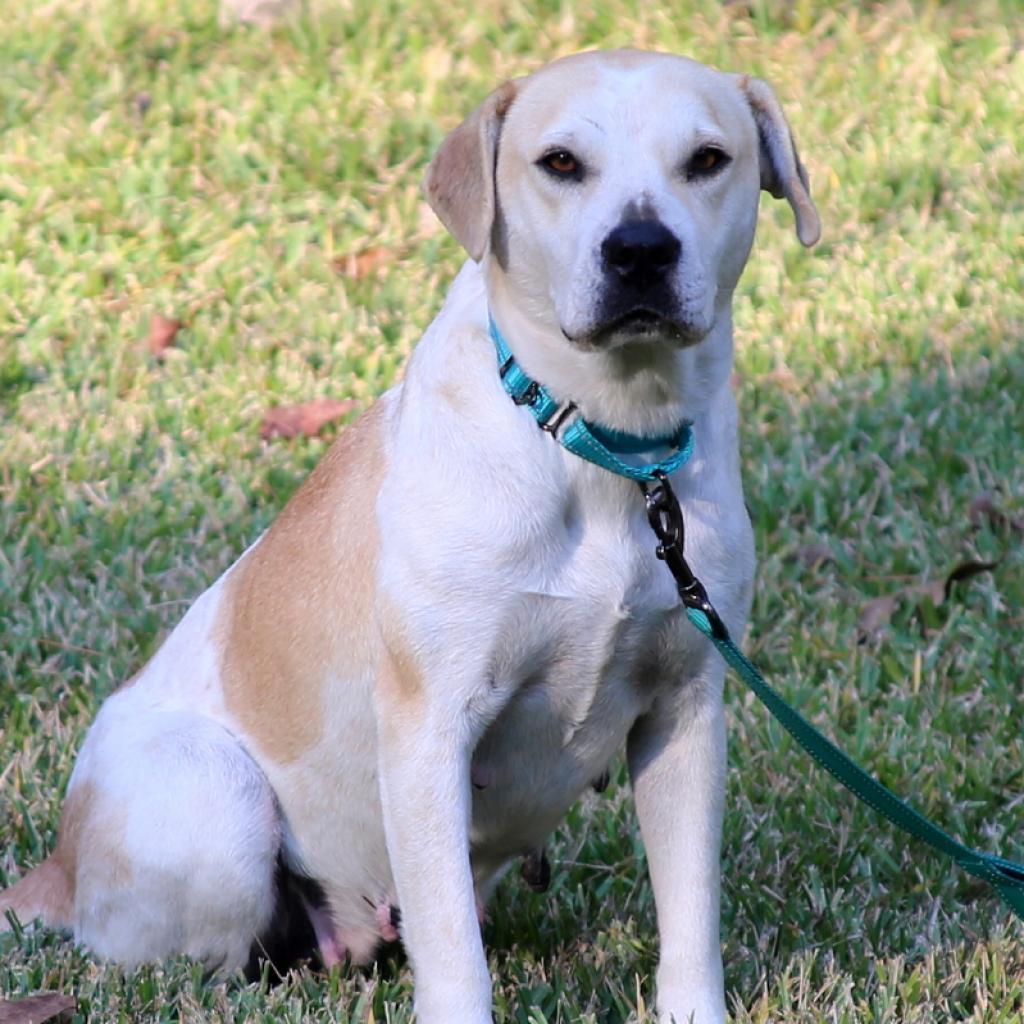 Missy, an adoptable Pit Bull Terrier, Beagle in Natchitoches, LA, 71457 | Photo Image 1