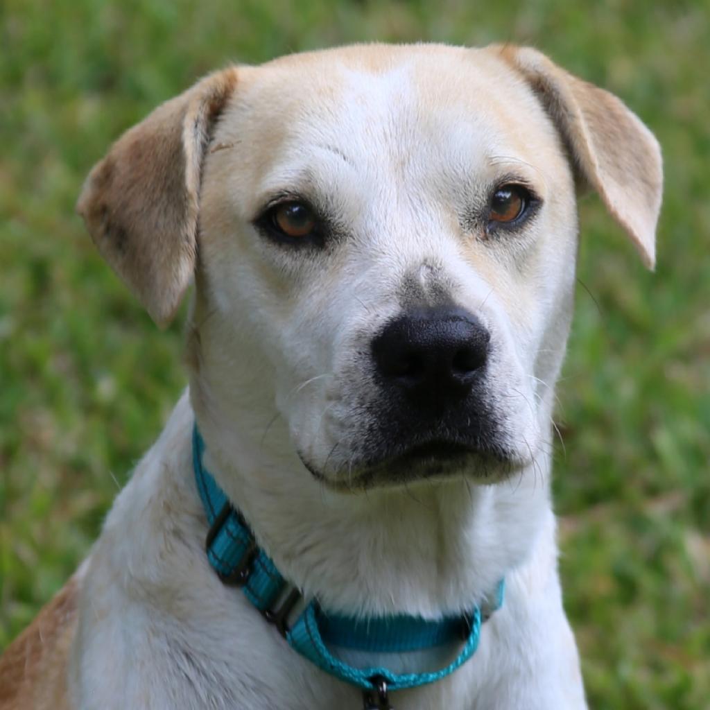 Missy, an adoptable Pit Bull Terrier, Beagle in Natchitoches, LA, 71457 | Photo Image 2