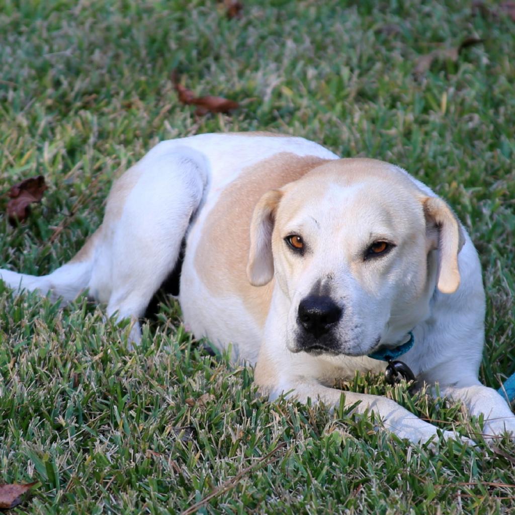Missy, an adoptable Pit Bull Terrier, Beagle in Natchitoches, LA, 71457 | Photo Image 3