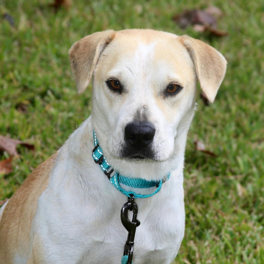 Missy, an adoptable Pit Bull Terrier, Beagle in Natchitoches, LA, 71457 | Photo Image 4
