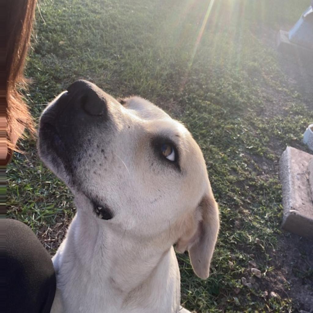 Missy, an adoptable Pit Bull Terrier, Beagle in Natchitoches, LA, 71457 | Photo Image 5