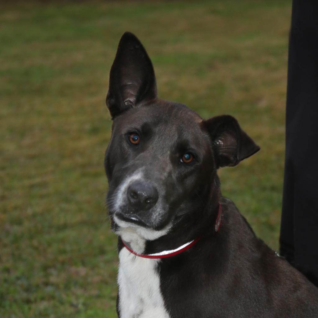 Bob, an adoptable Mixed Breed in Natchitoches, LA, 71457 | Photo Image 1