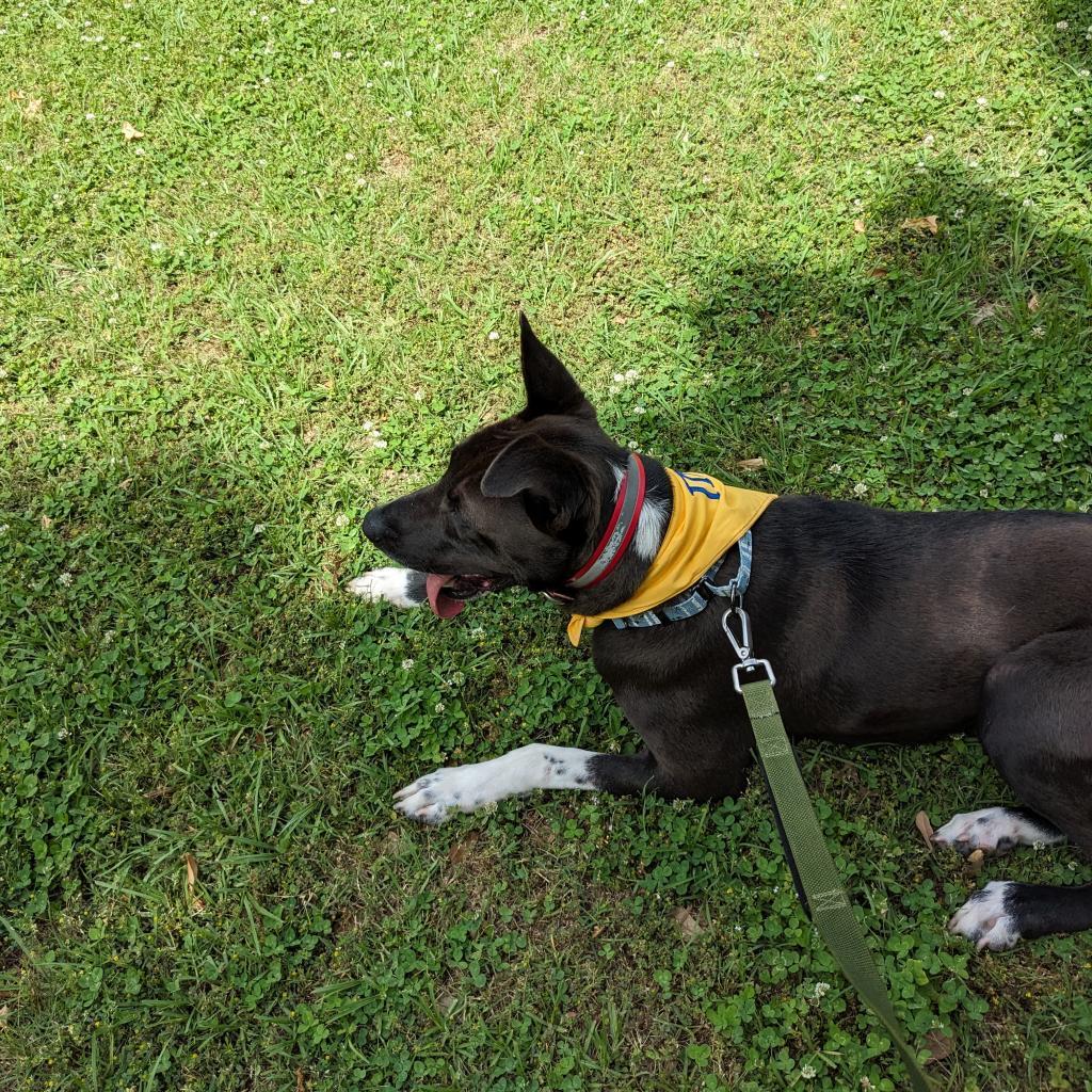 Bob, an adoptable Mixed Breed in Natchitoches, LA, 71457 | Photo Image 2