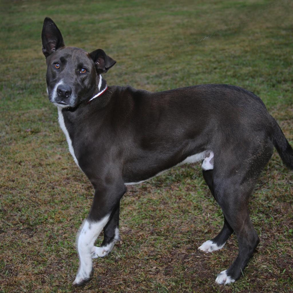 Bob, an adoptable Mixed Breed in Natchitoches, LA, 71457 | Photo Image 3