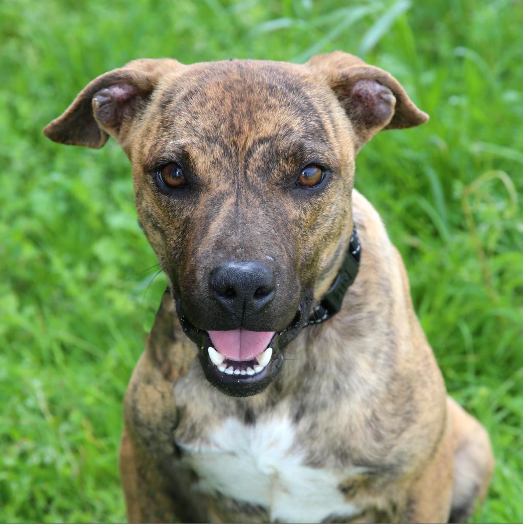 Ralphi the TIGER, an adoptable Plott Hound in Natchitoches, LA, 71457 | Photo Image 1