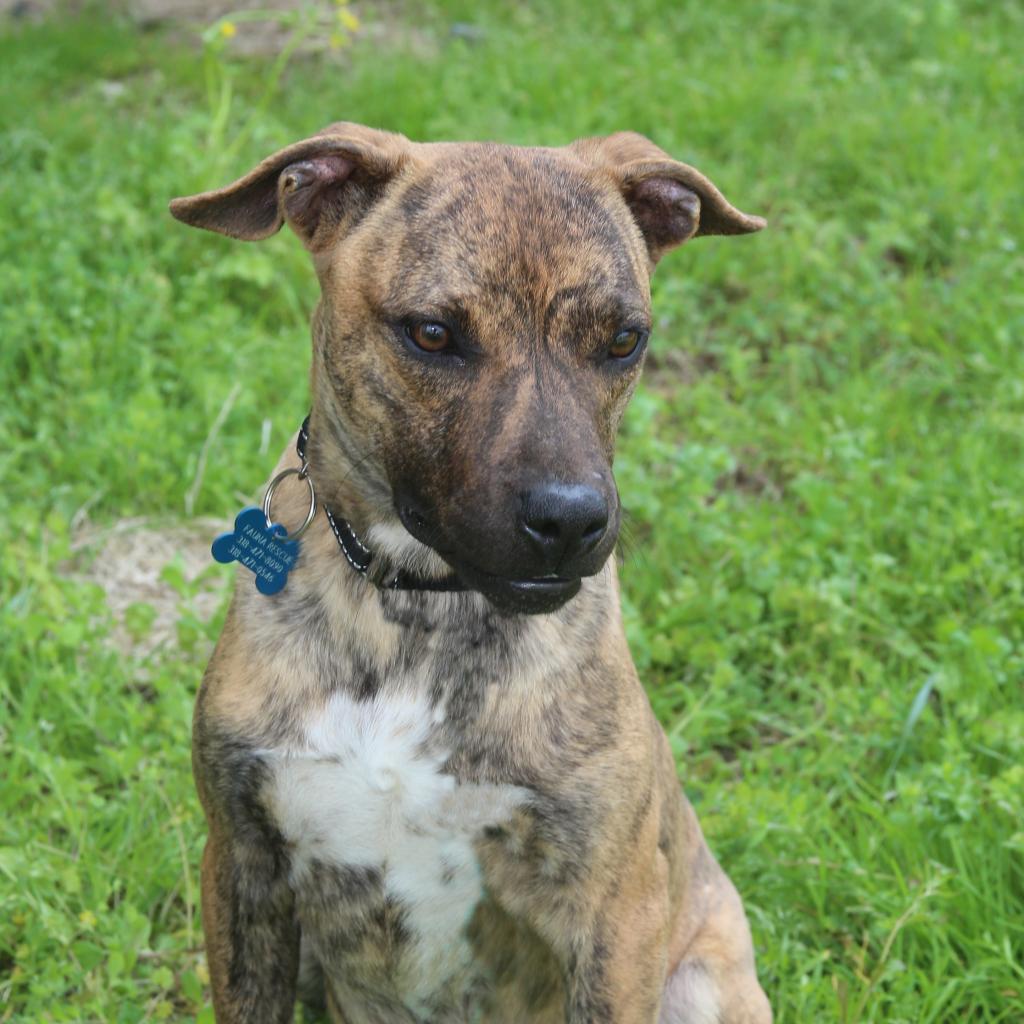 Ralphi the TIGER, an adoptable Plott Hound in Natchitoches, LA, 71457 | Photo Image 3
