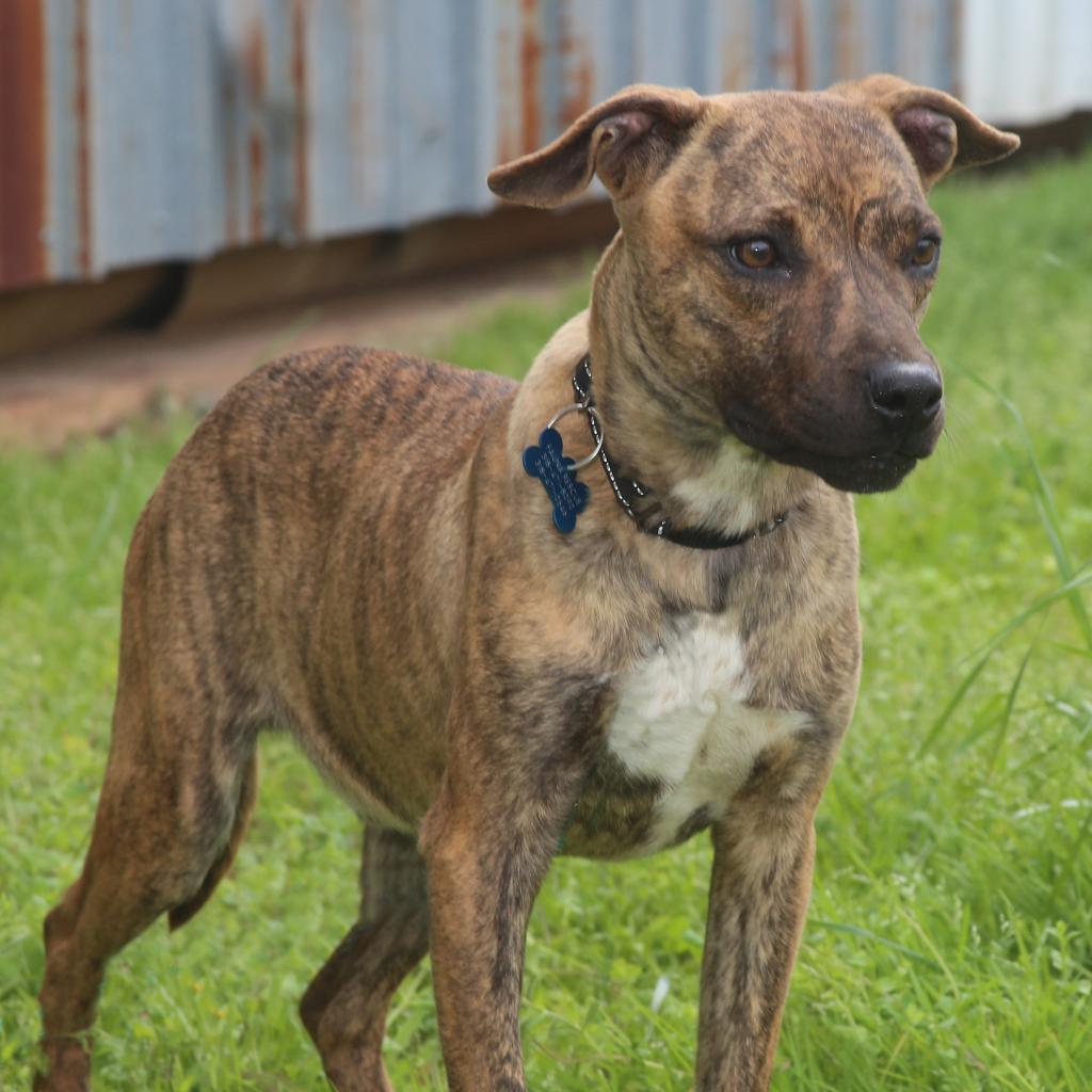Ralphi the TIGER, an adoptable Plott Hound in Natchitoches, LA, 71457 | Photo Image 4
