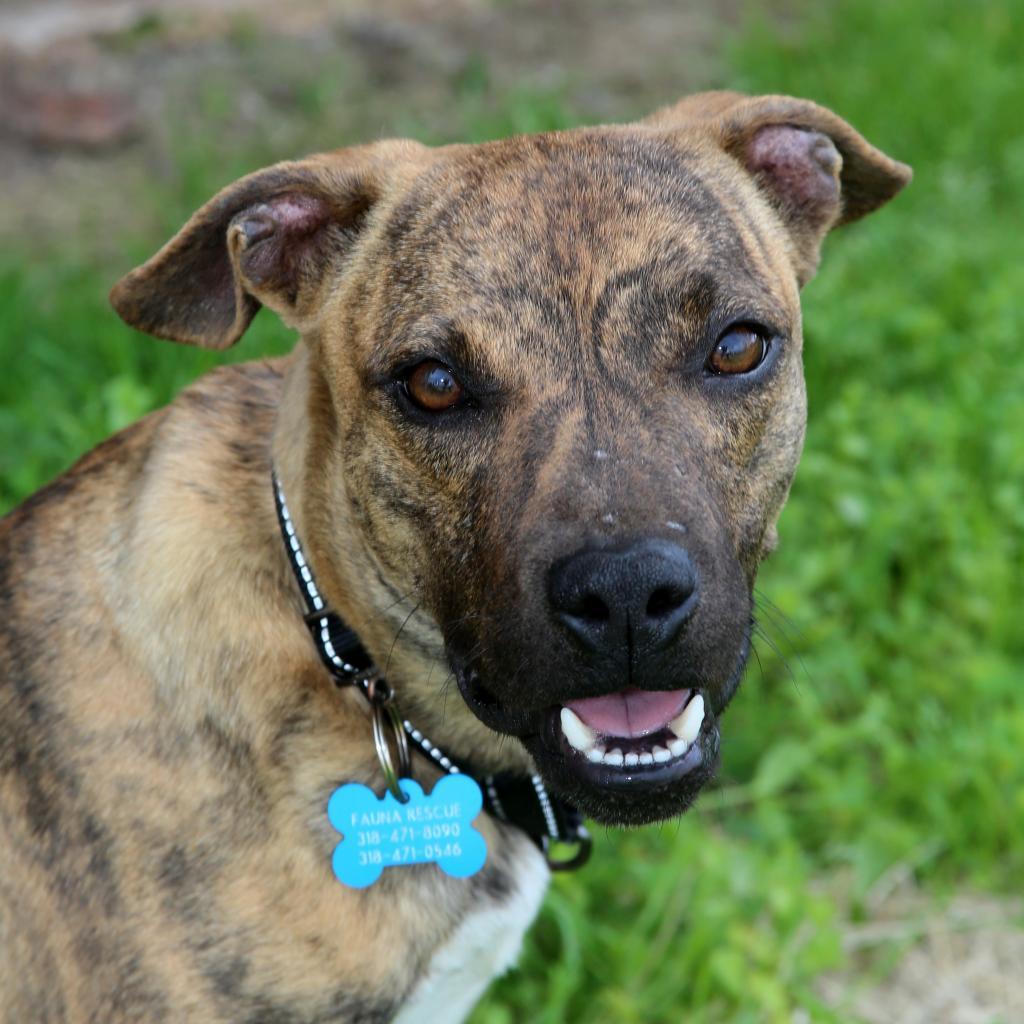 Ralphi the TIGER, an adoptable Plott Hound in Natchitoches, LA, 71457 | Photo Image 5