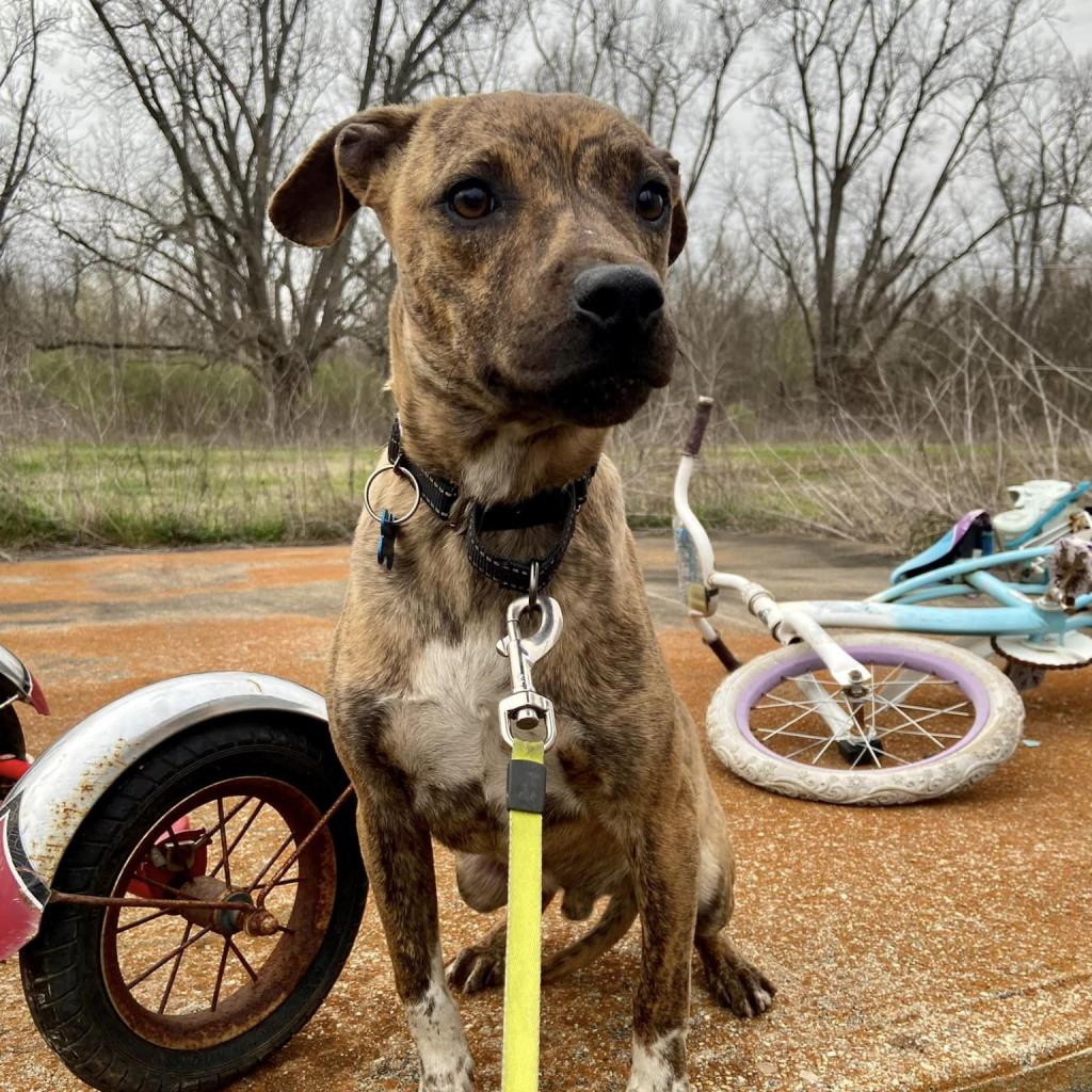 Ralphi the TIGER, an adoptable Plott Hound in Natchitoches, LA, 71457 | Photo Image 6