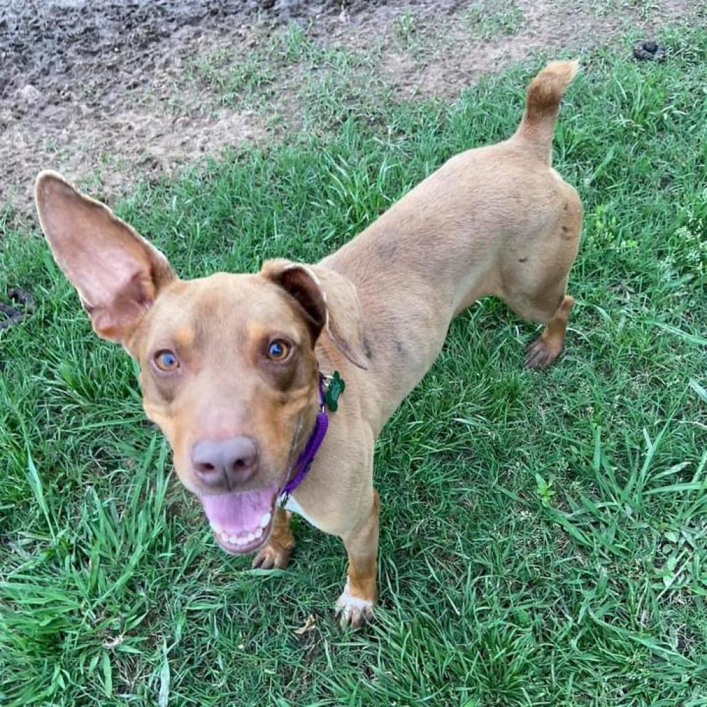 Flip, an adoptable Mixed Breed in Natchitoches, LA, 71457 | Photo Image 1