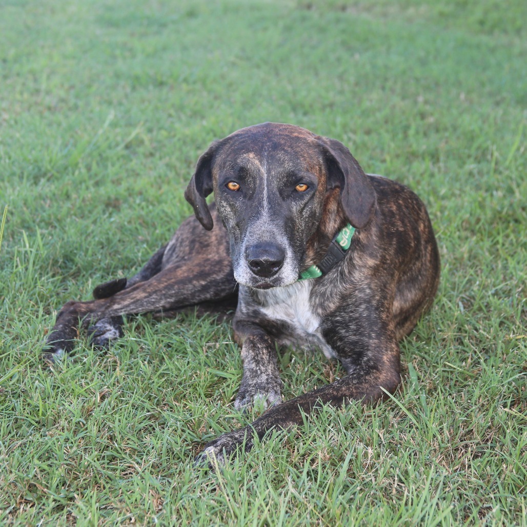 Bossi, an adoptable Hound in Natchitoches, LA, 71457 | Photo Image 1