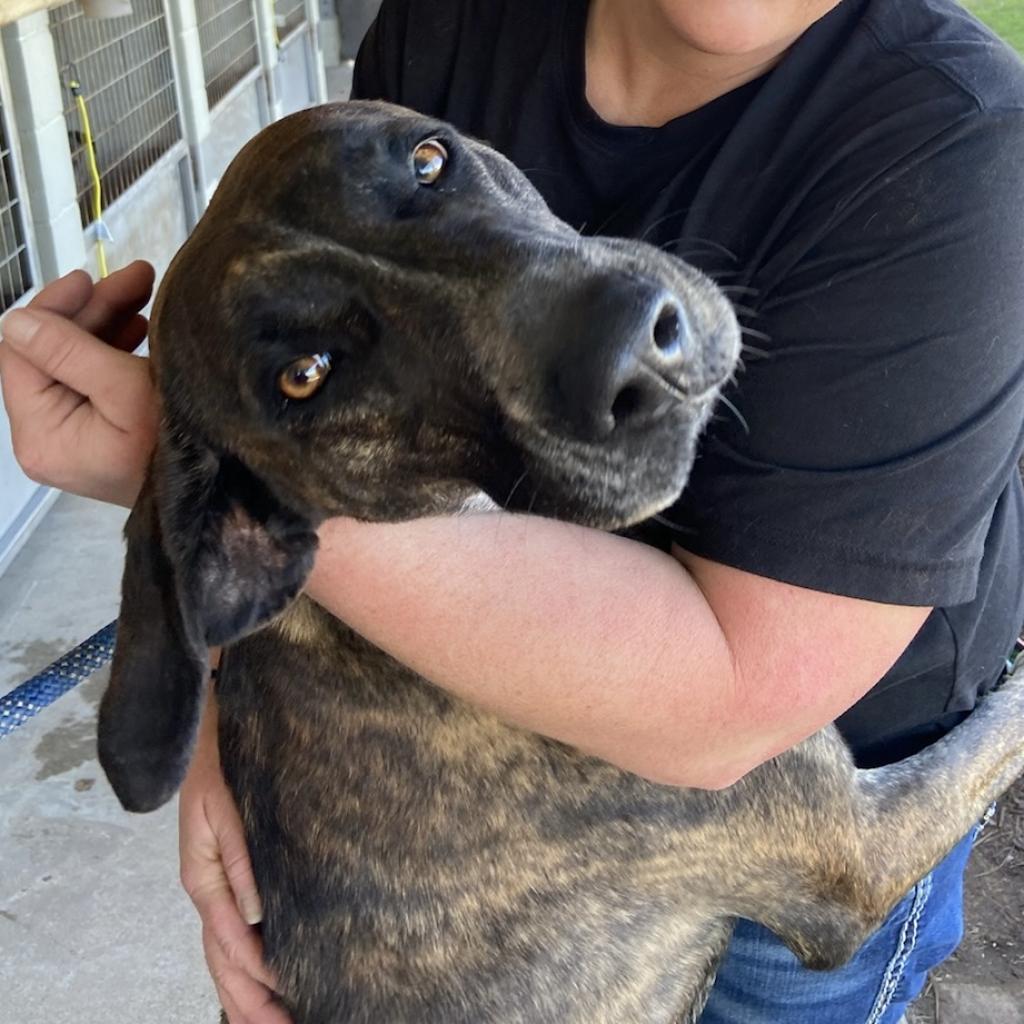 Bossi, an adoptable Hound in Natchitoches, LA, 71457 | Photo Image 2