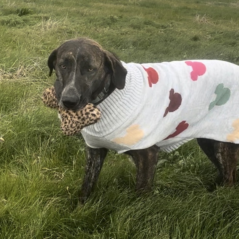Bossi, an adoptable Hound in Natchitoches, LA, 71457 | Photo Image 5