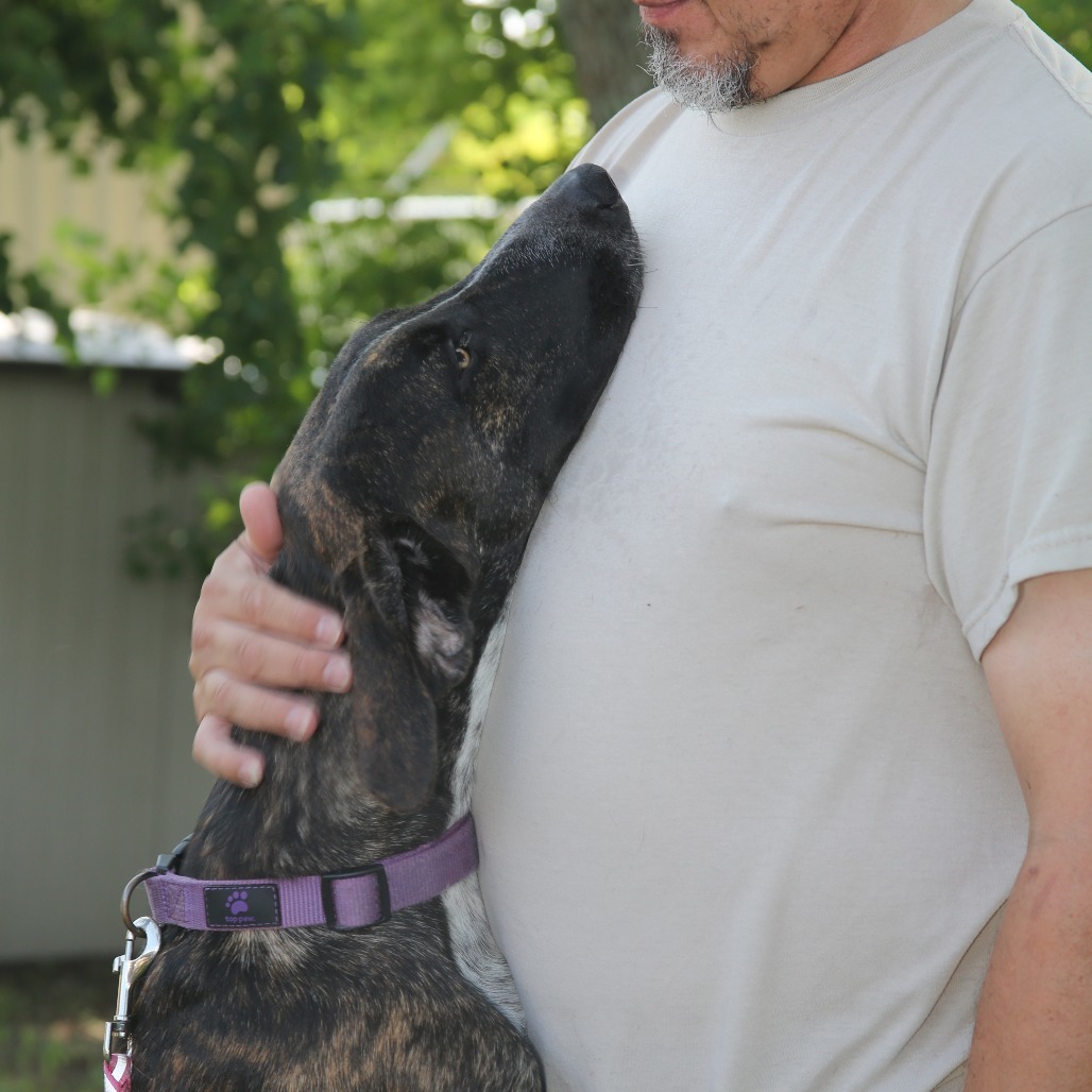 Bossi, an adoptable Hound in Natchitoches, LA, 71457 | Photo Image 6