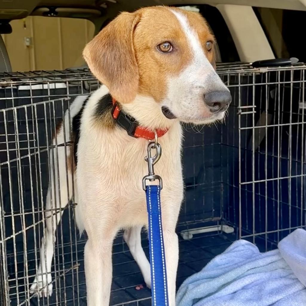 Splash, an adoptable Treeing Walker Coonhound in Natchitoches, LA, 71457 | Photo Image 1