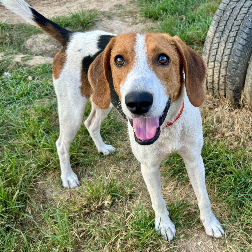 Splash, an adoptable Treeing Walker Coonhound in Natchitoches, LA, 71457 | Photo Image 2