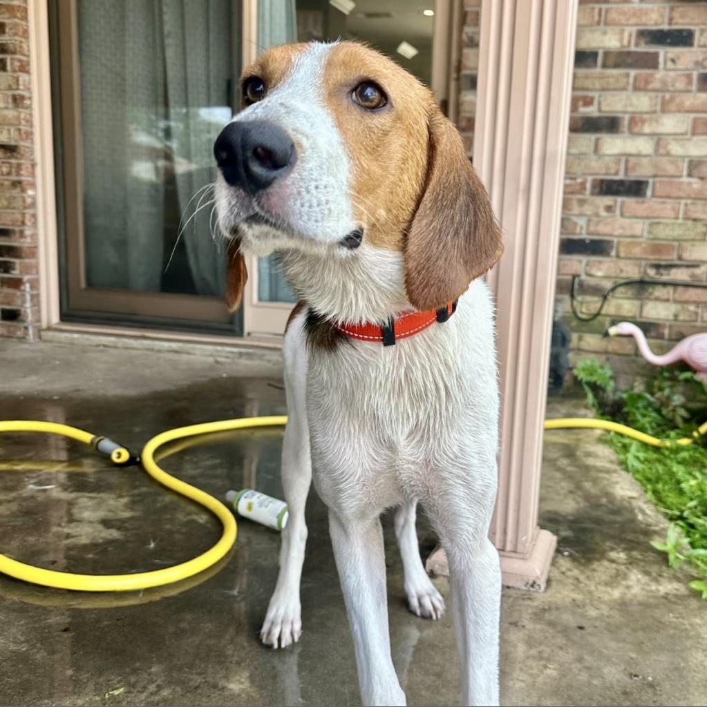 Splash, an adoptable Treeing Walker Coonhound in Natchitoches, LA, 71457 | Photo Image 3