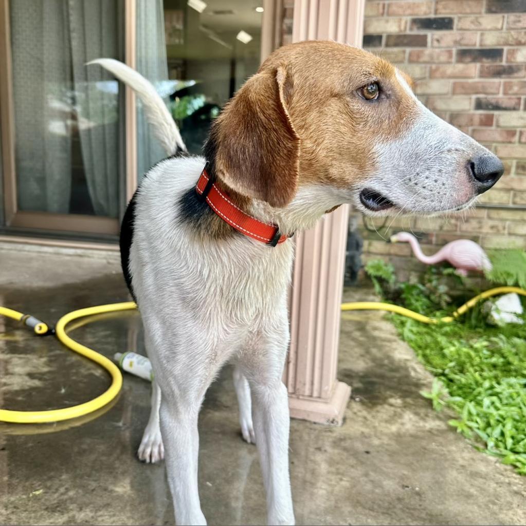 Splash, an adoptable Treeing Walker Coonhound in Natchitoches, LA, 71457 | Photo Image 4
