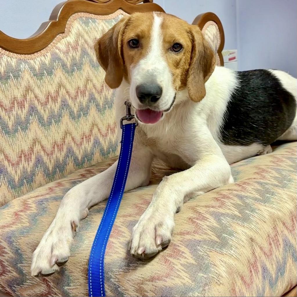 Splash, an adoptable Treeing Walker Coonhound in Natchitoches, LA, 71457 | Photo Image 5