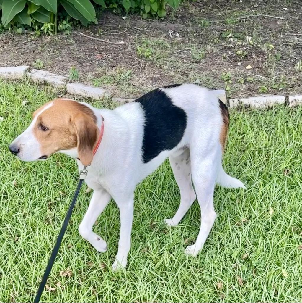 Splash, an adoptable Treeing Walker Coonhound in Natchitoches, LA, 71457 | Photo Image 6