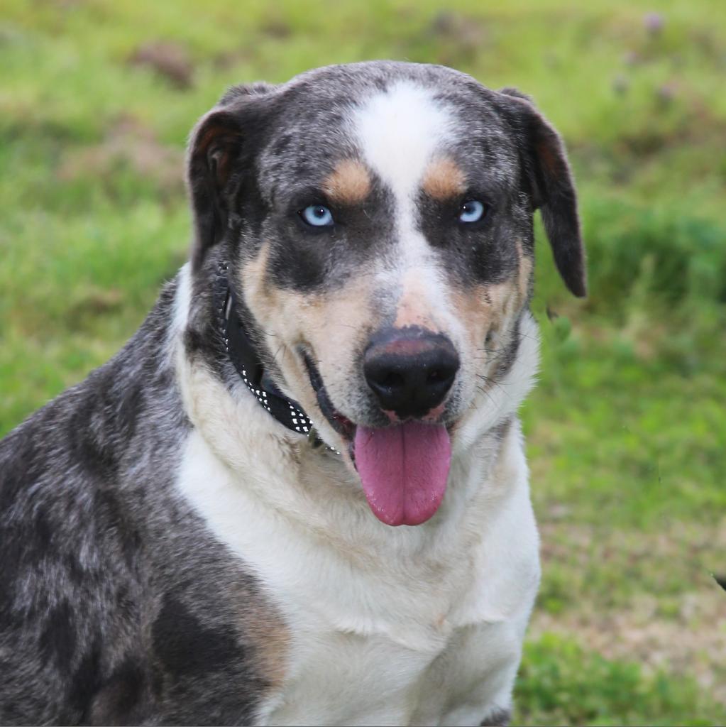 Duke of Love, an adoptable Catahoula Leopard Dog in Natchitoches, LA, 71457 | Photo Image 1