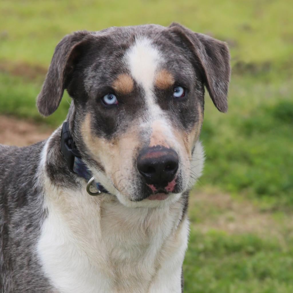 Duke of Love, an adoptable Catahoula Leopard Dog in Natchitoches, LA, 71457 | Photo Image 2