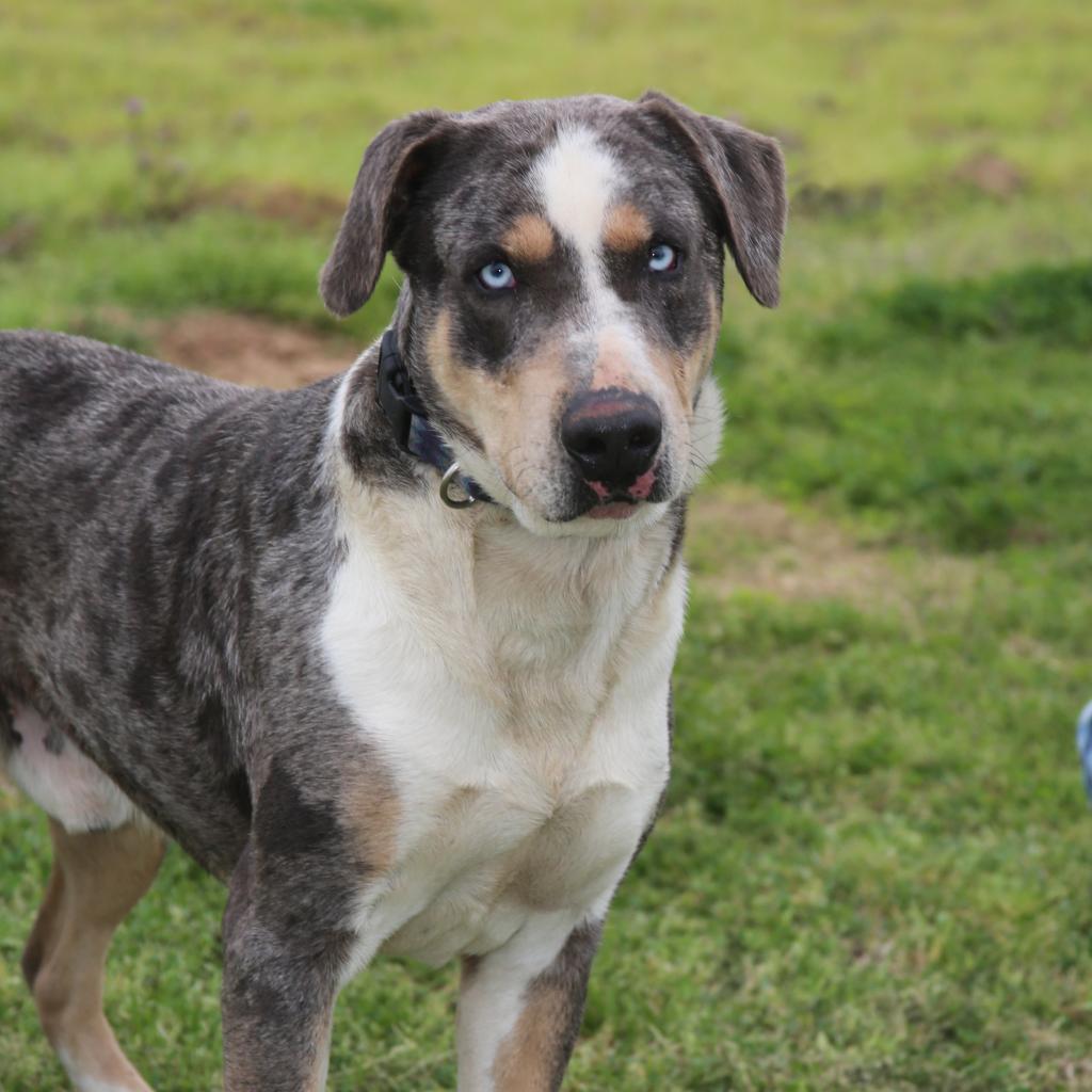 Duke of Love, an adoptable Catahoula Leopard Dog in Natchitoches, LA, 71457 | Photo Image 3